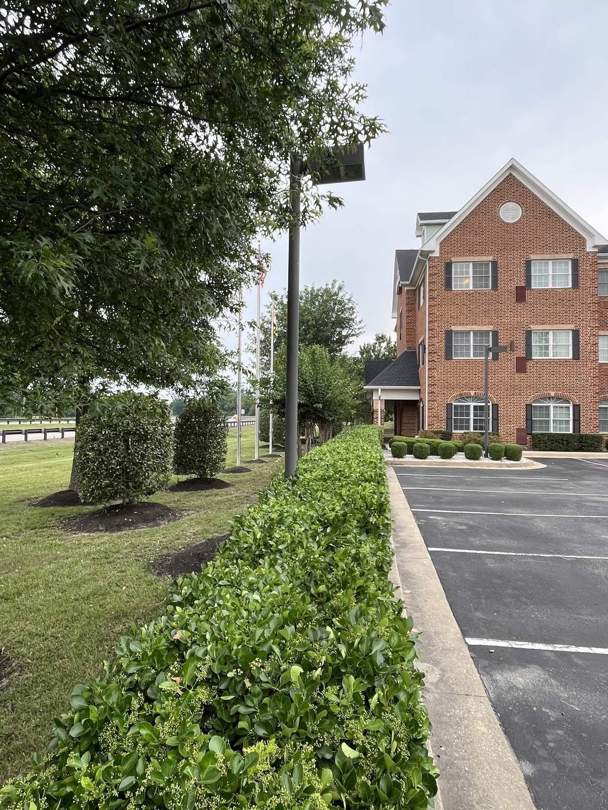 Trimmed hedge row by Top Notch Property Services