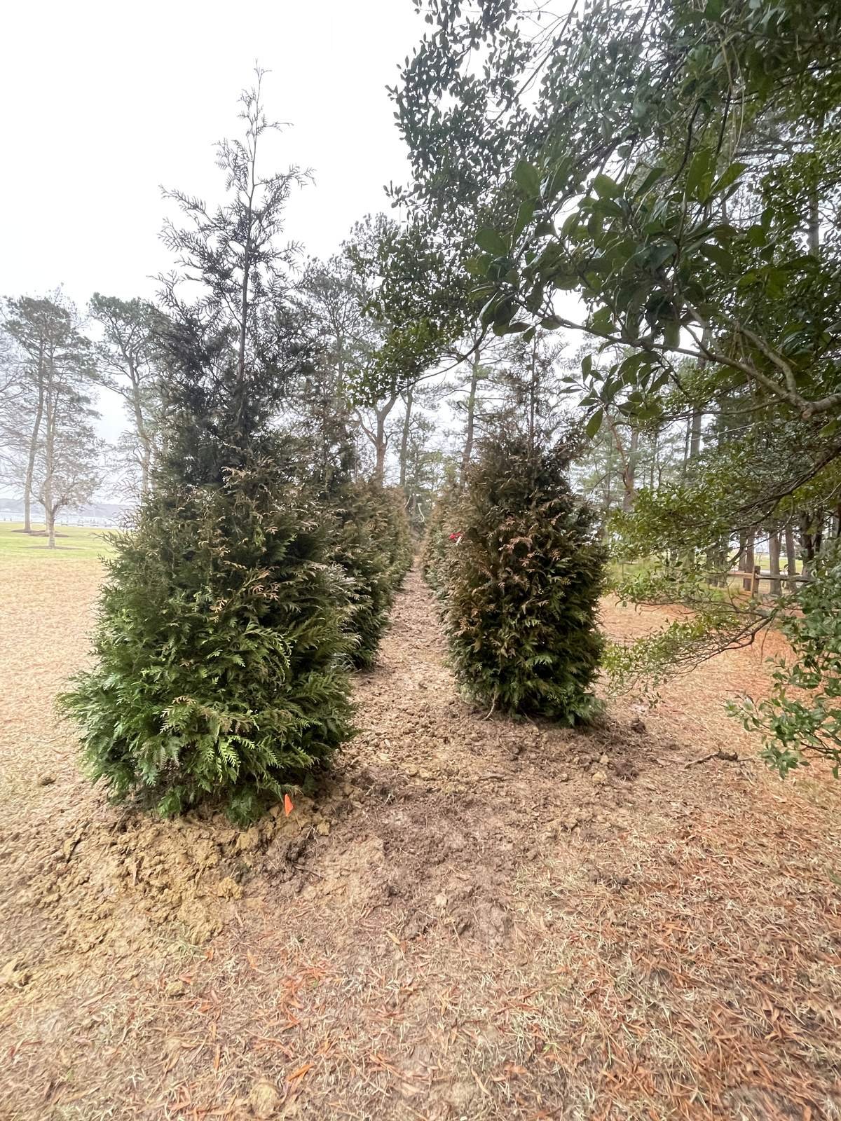 Privacy Hedge Installation — Top Notch Property Services